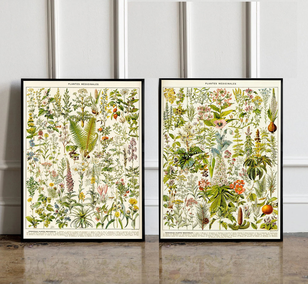 Set of 2 Vintage Print Medical Plants- PRINT